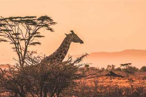 Four Must-See National Parks In Africa