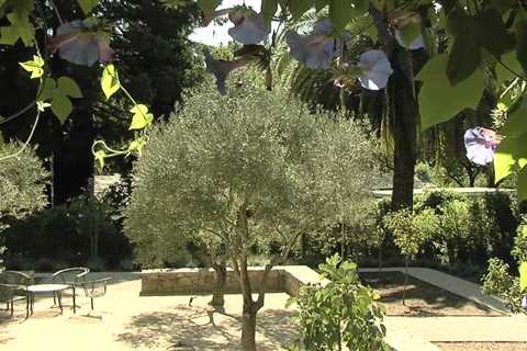 Mediterranean Inspired Backyard Landscaping