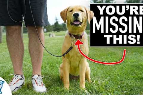Your Leash Walking Training Isn't Complete Without THIS!