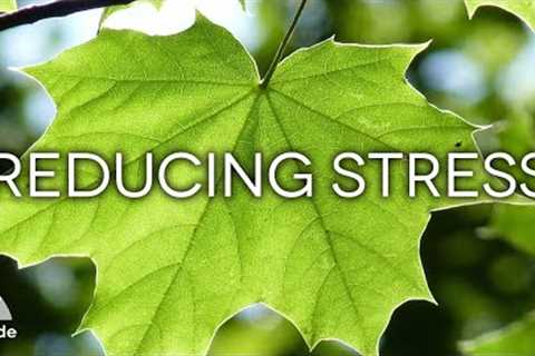 174Hz Physical Emotional Healing Music:REDUCING STRESS May Help Reduce Cortisol Levels in Your Body