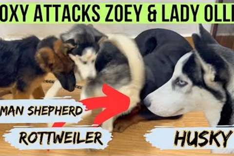Husky Roxy Attacks German Shepherd Zoey &amp; Rottweiler Lady Ollie: Female Pet Fight In Our House