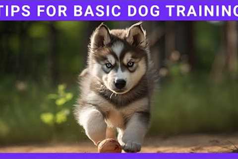 dog training basics