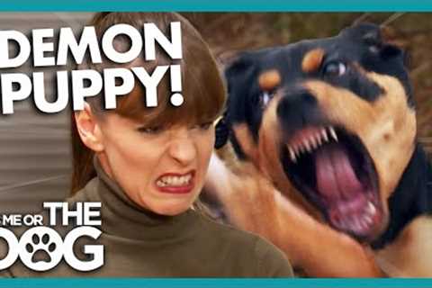 Disaster Strikes When Demon Puppy Attacks! |  It's Me or The Dog