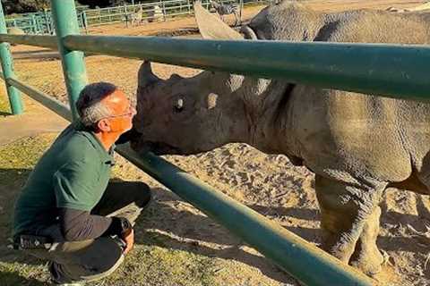 Two Rhinos Becoming Best Friends at Monterey Zoo