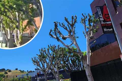 Universal Under Fire For Trimming Trees Amid Hollywood Strike