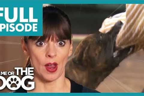 Victoria shocked by Blood Bath Bulldog Attacks! | Full Episode | It's Me or The Dog