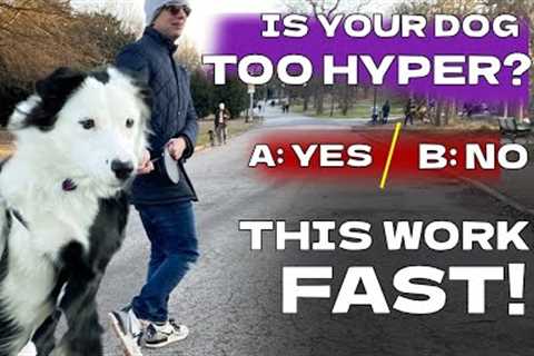 No Corrections Necessary: How To Easily Stop Barking, Jumping and Boisterous Behavior!