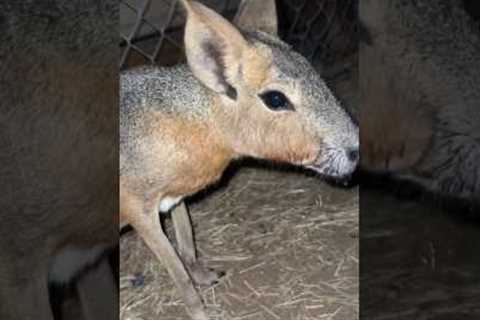 Exotic Pet Emergency + Update!