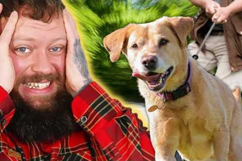 How To Stop Your Dog Pulling On The Leash! Simple Fix