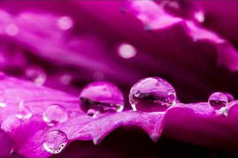 RELAXING MUSIC TO CALM THE MIND AND REDUCE STRESS.