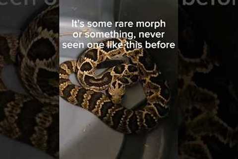 I saves my neighbor's pet snake! #pets #reptiles #venomoussnakes #animalrescue #rattlesnake