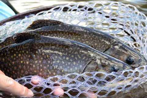 Top 5 Stillwater Fly Patterns I Stillwater Fly Fishing