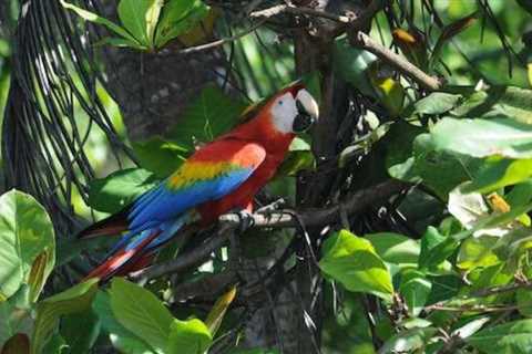 A Hidden Gem in Costa Rica – Discover Corcovado National Park