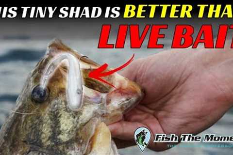 This TINY Bait Just Changed My Fishing Forever – 2 Hours of Uncut Offshore Bass Fishing