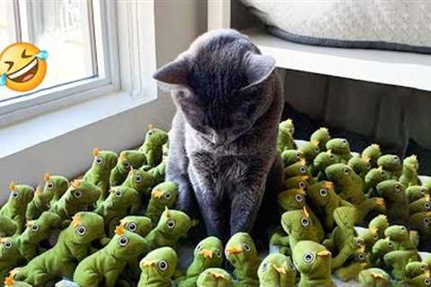 😱 It's To LAUGH When Watching This Video Of The FUNNIEST CATS On Earth 😱 - Funny Cats Life