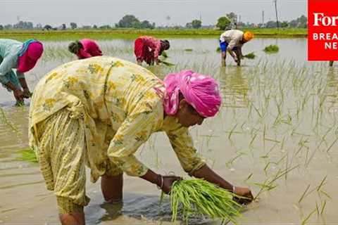 India’s Rice Export Ban Could Drive Global Food Prices Even Higher—Here’s What You Need To Know