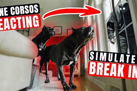 Cane Corsos REACT Simulated BREAK IN! #canecorso #dog