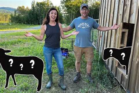 We've NEVER Had THESE BEFORE | BRINGING Home New LIVESTOCK Animals to Our OFF GRID FARM