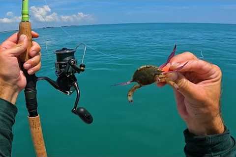 BIG Fish LOVE Crabs - Florida Summer Ocean Multi-Species Fishing
