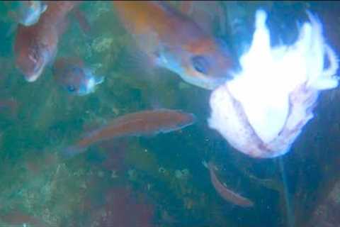 Dropping A Baited Camera Underwater To See What Fish I Can Find!