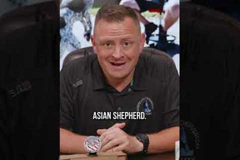 Coming to a City Near You…the Central Asian Shepherd Dog