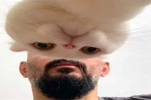 FUNNY CAT MEMES COMPILATION OF 2023 V27