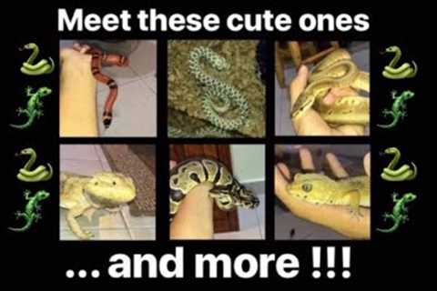 MEET all my PET REPTILES !!!
