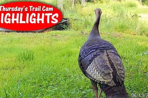 Wild Turkey, Man-Made Bridge, Bobcat and Eating Worms: Thursday's Trail Cam Highlights: 7.27.23