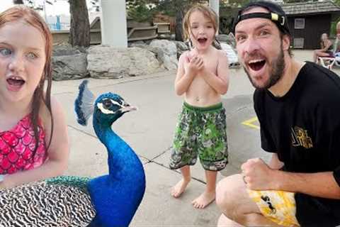 MY 36th BiRTHDAY!! Peacock Party 🦚 Adley and Niko plan a Surprise Morning! Swimming &amp; Water..