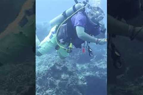 #discoverscuba #tryscuba #ocean #gopro #underwaterdiving #adventure #scubacertification #travel