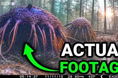 You WON'T Believe What This Trail Camera Caught