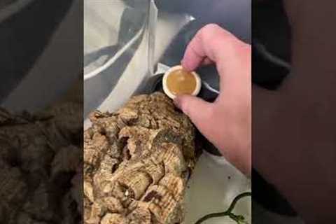 How To Feed Your Crested Geckos! *EASY* #shorts #animals #reptiles #lizard #food #howto #gecko #zoo
