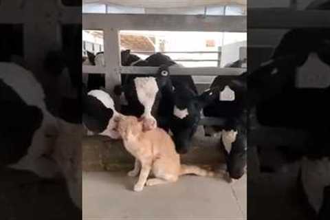 UNLIKELY ANIMAL FRIENDSHIPS 🤯