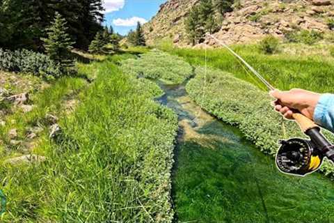 This Tiny Spring Creek Was LOADED with Trout! (Fly fishing)
