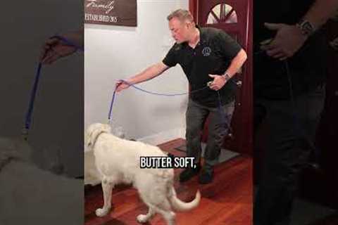 Does Training Your Dog With Treats Work?