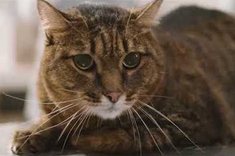 24 Hours Relax Music for pets  Soothing Music for Cats to Relieve Stress and Anxiety