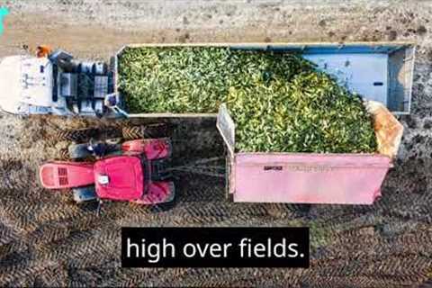 Discover the Future of Farming with Drones in Agriculture!