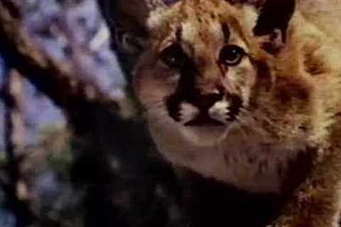 Disney's Shokee, The Everglades Panther Season 21 Ep 3