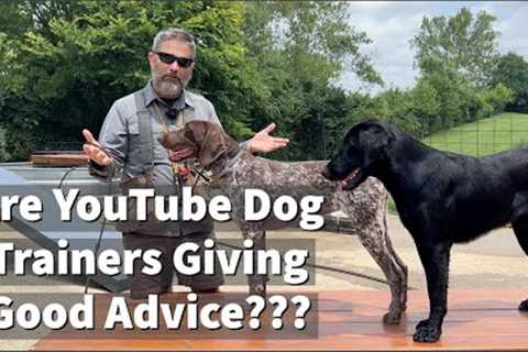 Are YouTube Dog Trainers Giving Good Advice? Why isn't it working for you?