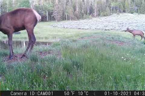 Capturing the Wild: Unseen Elk Moments on Trail Cam