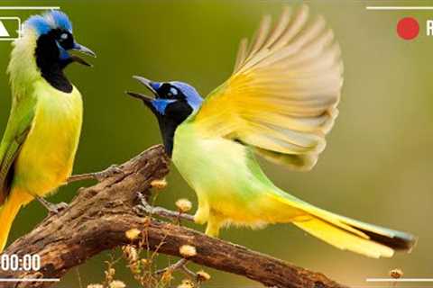 12 Hours Of Gentle Relaxing Piano Music, Birds - Reduce Stress And Anxiety, Sleep Well, Mind Relax
