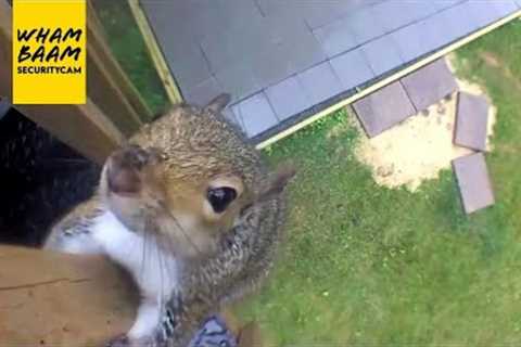 CRAZY ANIMAL MOMENTS CAUGHT ON SECURITY CAMERAS
