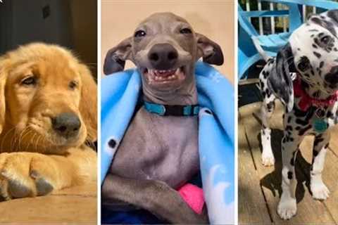 Funniest Dogs 😅 Ultimate Funny Puppy Videos 2023 😇😂