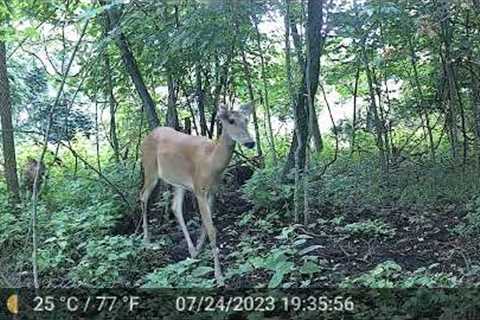 Trail Camera 1 29JUL2023