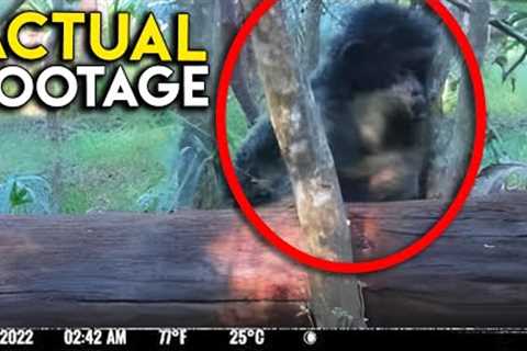 Skunkape Like Creature Captured on Trail Camera in Florida