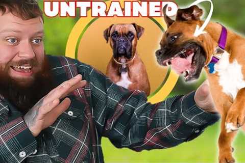 Dog Training 101 -  How To Stop Dogs Behaving Badly