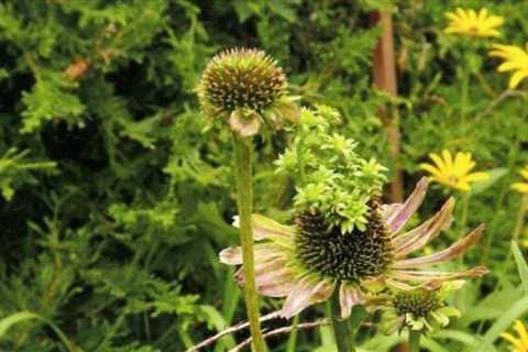 Aster Yellows and other Coneflower problems