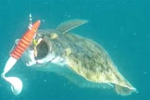 halibut strike caught on waterwolf underwater camera