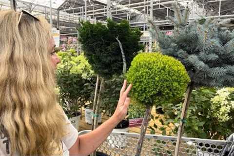 Evergreen/Ornamental/Lollipop Standard Tree Shopping for the Lane: And a Few Clearance Perennials