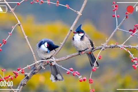 12h Relaxing Music Gently With Birds Sounds, Reduce Stress Music, Anxiety, Sleep, Meditation #3